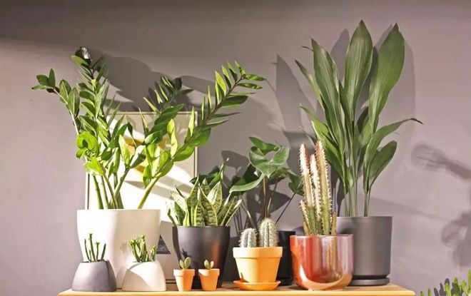 最常見的10種綠植養護，就是這么簡單！