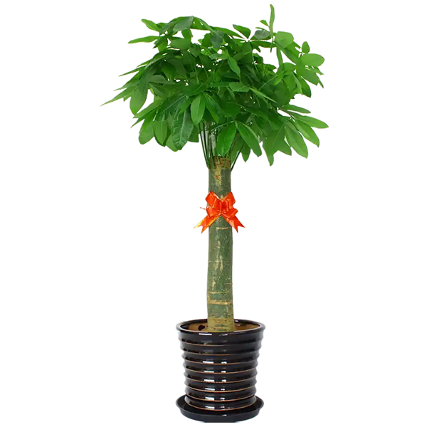 植物租賃公司推薦｜開業送綠植，這幾款高顏值又有寓意！