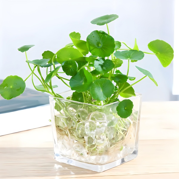 水培綠植養護，輕松好養又美觀