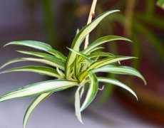 什么植物凈化空氣最好？
