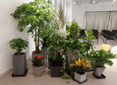 綠植租賃適合哪些地方？